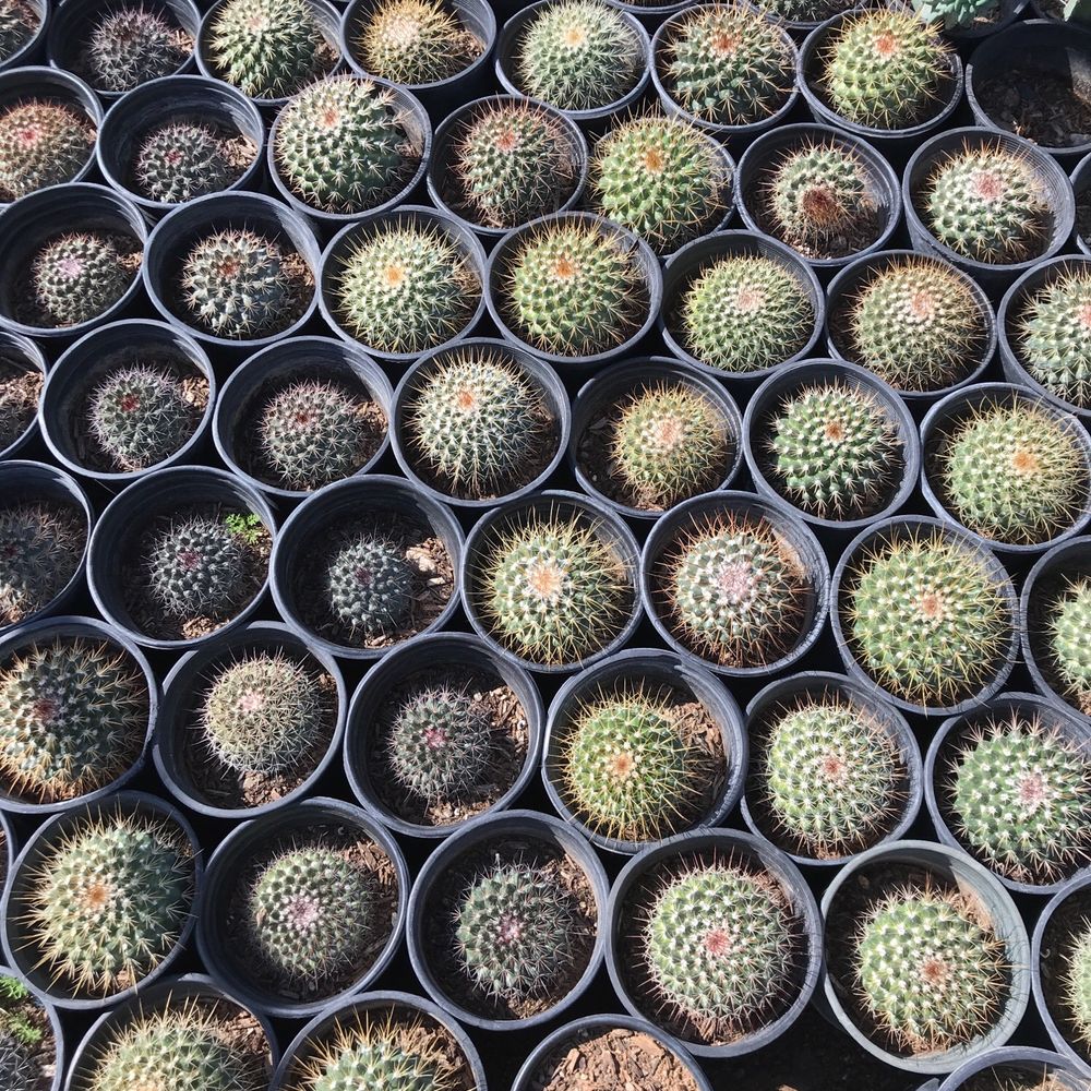 Old West Cactus Farm - Nurseries & Gardening Near Me - Phoenix, Arizona Old West Cactus Farm - Nurseries & Gardening Near Me - Phoenix, Arizona