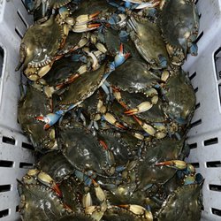 Blue Crab House and Seafood - Fresh blue crab