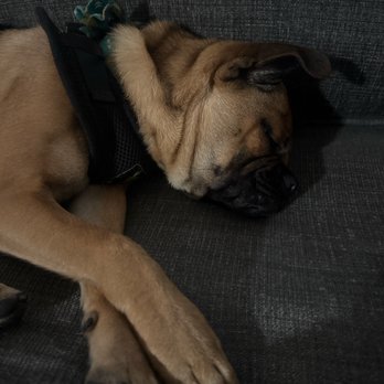Marbrisa Apartments - Doggieeeeeee - Apartments Near Me - Long Beach, California