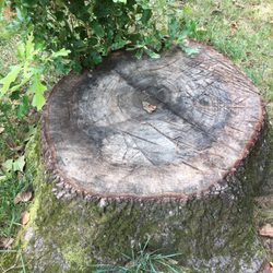 Stump-B-Gone