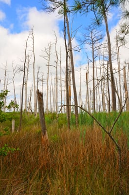 Point Lookout State Park by null