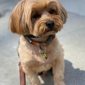 Dogue Spa - Apollo, looking fresh after a summer cut by Josh! - Pet Groomers Near Me - West Hollywood, California Dogue Spa - Apollo, looking fresh after a summer cut by Josh! - Pet Groomers Near Me - West Hollywood, California