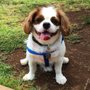 Photo of Ala Wai Dog Park
