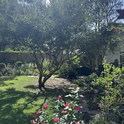 Foster's Tree Service - Vitex (Chase Tree) limbed up an thinned.