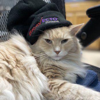 Broadway Animal Hospital - Hospital cat Rojo repping our Bravecto beanie. - Veterinarians Near Me - Eureka, California Broadway Animal Hospital - Hospital cat Rojo repping our Bravecto beanie. - Veterinarians Near Me - Eureka, California