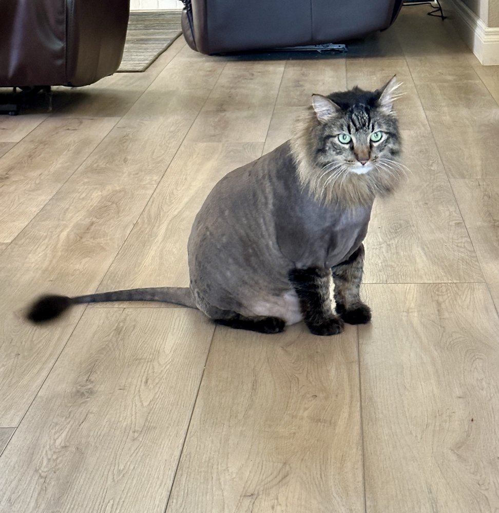 CATHY’S CANINE & FELINE Updated October 2024 39 Photos & 46 Reviews