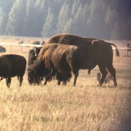 Bison herd.... Awesome! Bison herd.... Awesome!