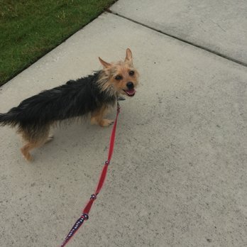 The Wag Factor - Taking Liberty for a nice stroll around her neighborhood at lunch time - Dog Walkers Near Me