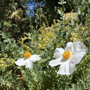 Old Creek Ranch Winery - Beautiful matilija poppies when you walk up! In bloom! - Venues & Event Spaces Near Me - Ventura, California Old Creek Ranch Winery - Beautiful matilija poppies when you walk up! In bloom! - Venues & Event Spaces Near Me - Ventura, California