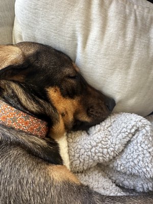 Soul Dog Rescue, 1245 Factory Dr, Fort Lupton, CO 80621, US