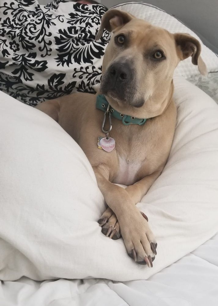 LE PUCCI BIJOU DOG GROOMING PARLOR Updated September 2024 65 Photos