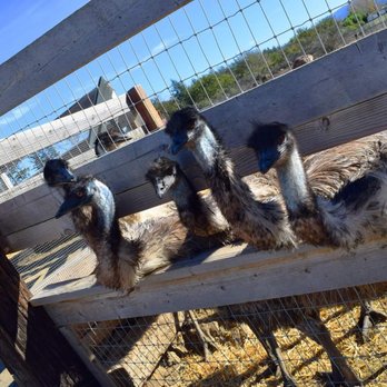 Ostrichland USA - Emus! - Attraction Farms Near Me - Solvang, California Ostrichland USA - Emus! - Attraction Farms Near Me - Solvang, California