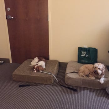 Inn at the 5th Eugene - My dogs totally loving the hotel - Hotels Near Me - Eugene, Oregon