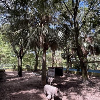 Drop a Tree - Tree Services Near Me - DeLand, Florida Drop a Tree - Tree Services Near Me - DeLand, Florida