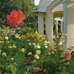It's almost the end of June and the roses are still in full bloom!