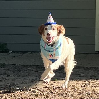 Fetch Me Later - Happy Birthday Sadie! - Pet Boarding Near Me - McKinney, Texas