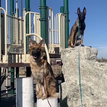 Pack Dynamics K9 Training - Pet Training Near Me