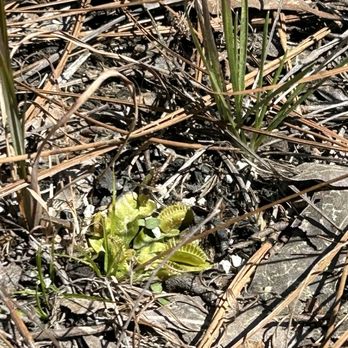 Carolina Beach State Park - Venus fly trap behind the visitor center - Parks Near Me - Carolina Beach, North Carolina Carolina Beach State Park - Venus fly trap behind the visitor center - Parks Near Me - Carolina Beach, North Carolina