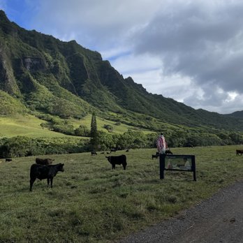 Kualoa Ranch - Tours Near Me - Kaneohe, Hawaii Kualoa Ranch - Tours Near Me - Kaneohe, Hawaii