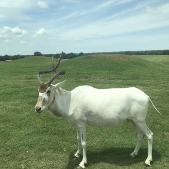 Tennessee Safari Park - Parks Near Me - Alamo, Tennessee