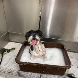Canine College - Dj enjoying his bath time