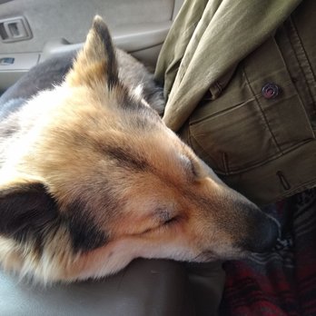 Los Coyotes Pet Hospital - Sleepy puppy after a little help with her cough - Veterinarians Near Me - Long Beach, California Los Coyotes Pet Hospital - Sleepy puppy after a little help with her cough - Veterinarians Near Me - Long Beach, California
