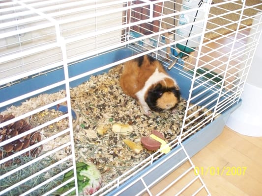 Cathy's Critter Service