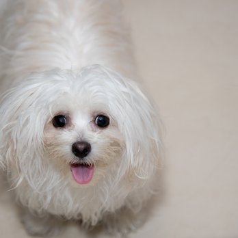 Little Munchkins Mobile Pet Grooming - Some people like their dogs with long hair! - Pet Groomers Near Me - Plano, Texas Little Munchkins Mobile Pet Grooming - Some people like their dogs with long hair! - Pet Groomers Near Me - Plano, Texas