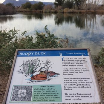 Henderson Bird Viewing Preserve - Pond #4 - Parks Near Me - Henderson, Nevada Henderson Bird Viewing Preserve - Pond #4 - Parks Near Me - Henderson, Nevada