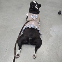 Delray Beach Animal Hospital