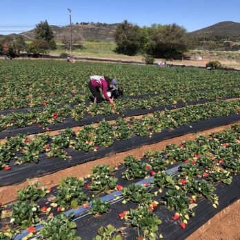 Kenny's Strawberry Farm - Fruits & Veggies Near Me - Fallbrook, California
