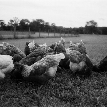 The Farm On Magnolia - Horse Boarding Near Me - Pemberton, New Jersey The Farm On Magnolia - Horse Boarding Near Me - Pemberton, New Jersey