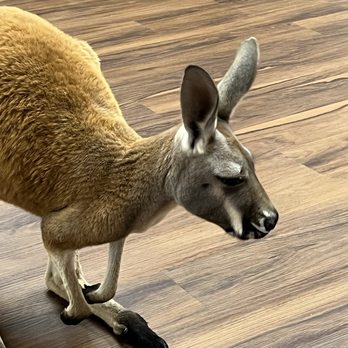 THE KANGAROO RANCH - Updated October 2025 - 4910 Iris St, Wheat Ridge ...