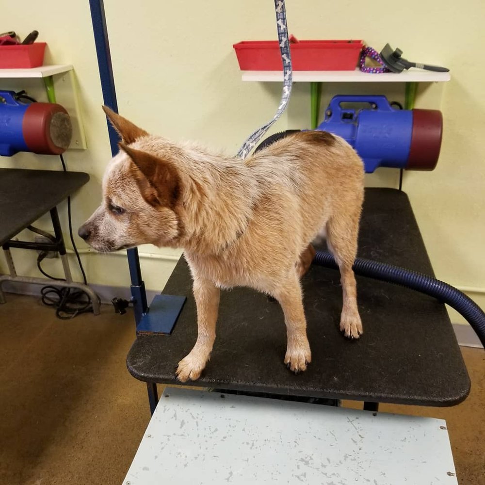 pup a razzi pet salon