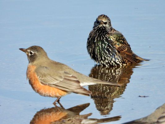 Montrose Point Bird Sanctuary by null