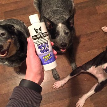 Blue Dog Carpet Cleaning - Free Lifetime Spotter for our clients!  Also our dogs posing. - Carpet Cleaning Near Me