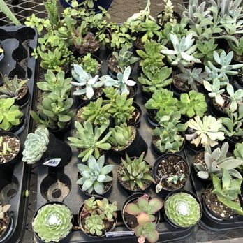 Lowe's Home Improvement - Succulents - Hardware Stores Near Me - Hatfield, Pennsylvania Lowe's Home Improvement - Succulents - Hardware Stores Near Me - Hatfield, Pennsylvania