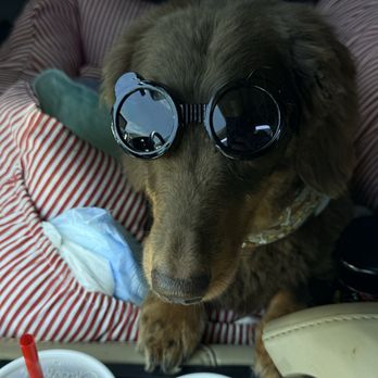 4 Paws - Rowan chilling after his glow up. - Pet Groomers Near Me - Las Vegas, Nevada