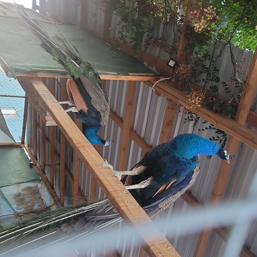 Jesses Carreta - Two of the male peacocks - Mexican Near Me - Puerto Peñasco, SON Jesses Carreta - Two of the male peacocks - Mexican Near Me - Puerto Peñasco, SON
