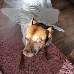 Trinity Veterinary Hospital - Grace