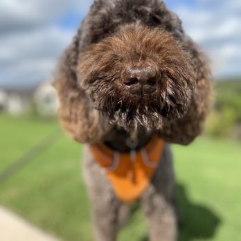 Let's Walk Austin - Dog Walkers Near Me - Austin, Texas Let's Walk Austin - Dog Walkers Near Me - Austin, Texas