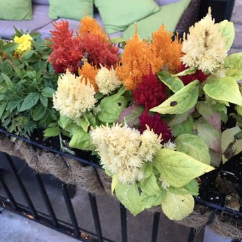 Murphy's PubHouse - The coolest flowers right outside! - Pubs Near Me - Fishers, Indiana Murphy's PubHouse - The coolest flowers right outside! - Pubs Near Me - Fishers, Indiana