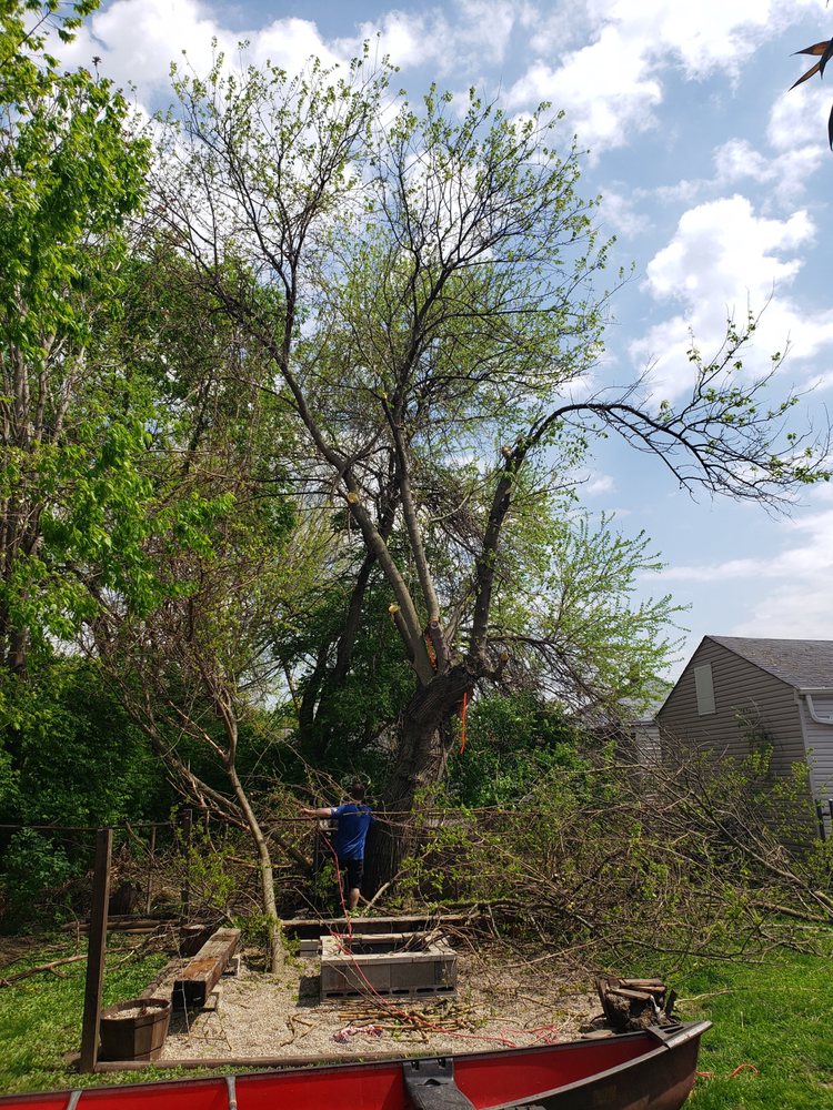 Linde Landscape - tree service in Cincinnati, OH