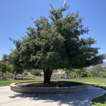 Oak Spring Park - Tree - Parks Near Me - Santa Clarita, California