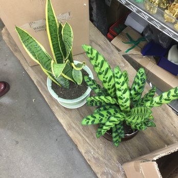 Rainbow - Our new plant babies! My gosh everyone here is INFINITELY knowledgeable and helpful - Nurseries & Gardening Near Me - Rosemead, California