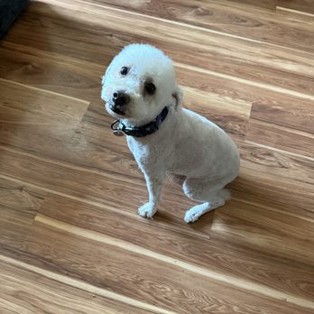 Bubble Dogs Grooming - Seba (named after Jun Seba) - Pet Groomers Near Me - West Covina, California Bubble Dogs Grooming - Seba (named after Jun Seba) - Pet Groomers Near Me - West Covina, California