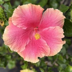 Hibiscus Lady Nursery