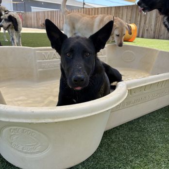 Parkland Pet Resort - He apologizes for taking over the pool.... - Pet Groomers Near Me - Hollister, California