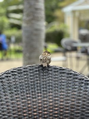 Honolulu Zoo by null
