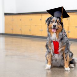 Academy of Pet Careers - Dog Graduate